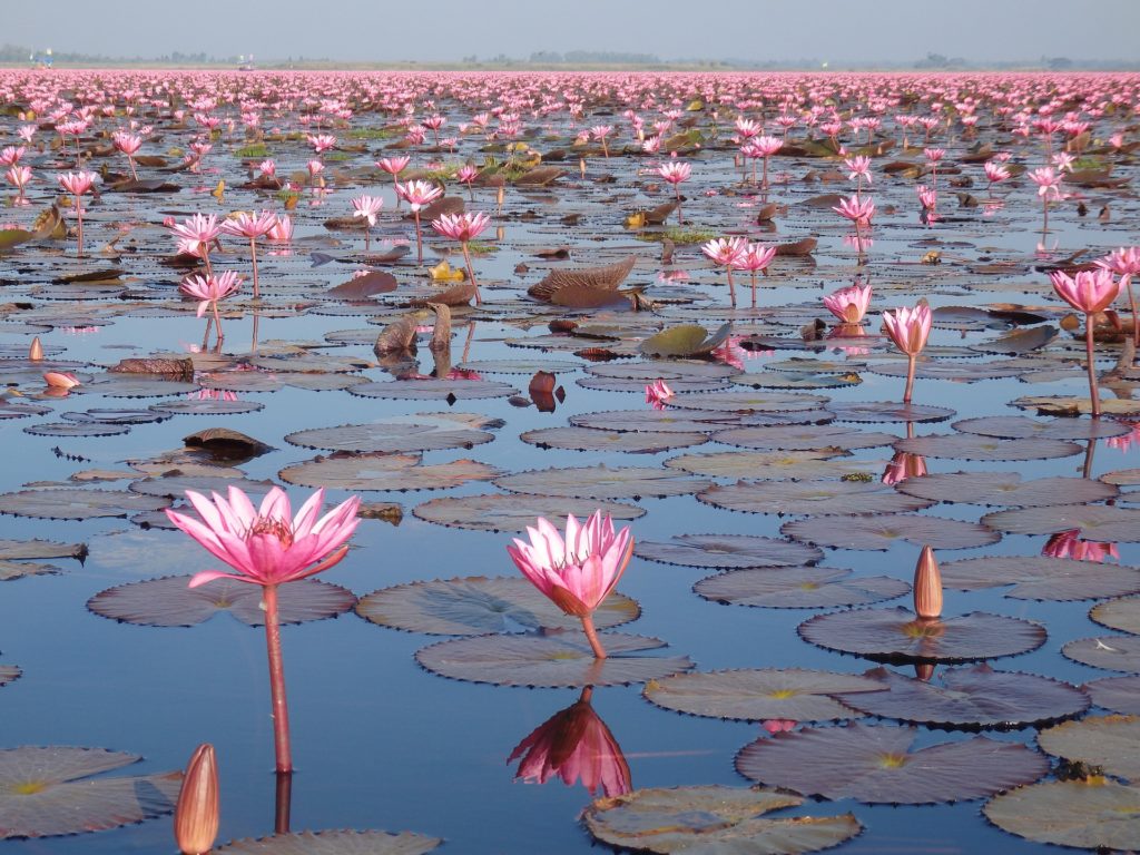Jezero Crvenog lotosa, Tajland